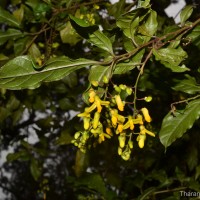 <i>Polygala arillata</i>  Buch.-Ham. ex D.Don